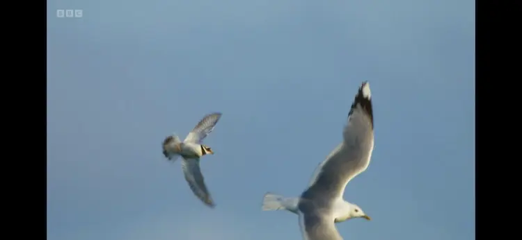 Common gull (Larus canus canus) as shown in Wild Isles - Grasslands